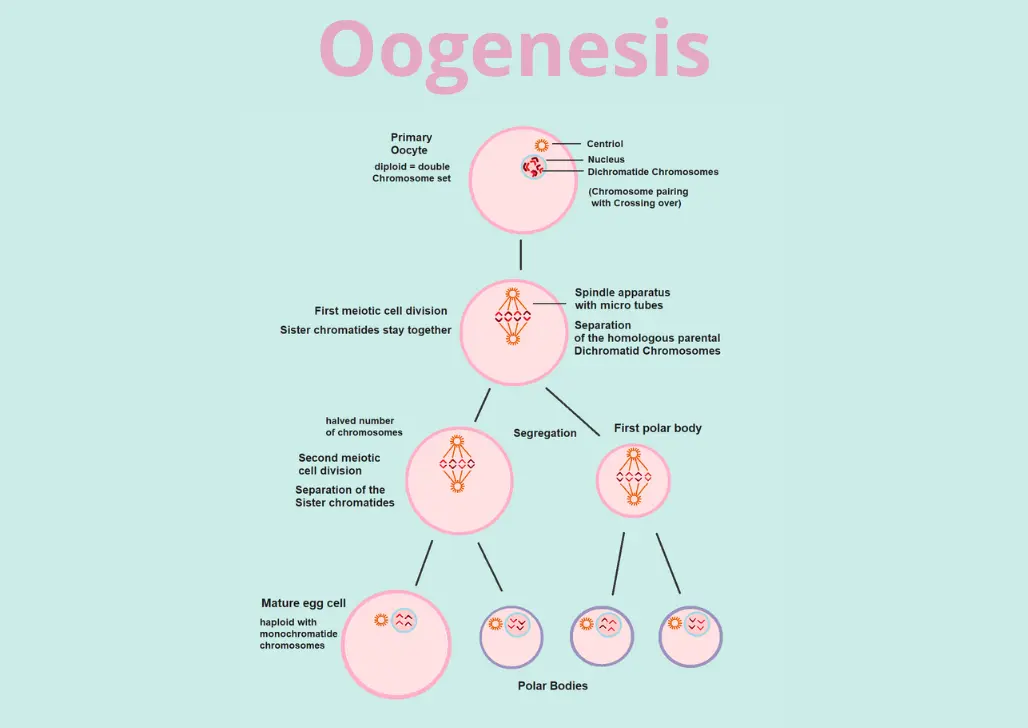 Pengertian Oogenesis dan Tahapannya