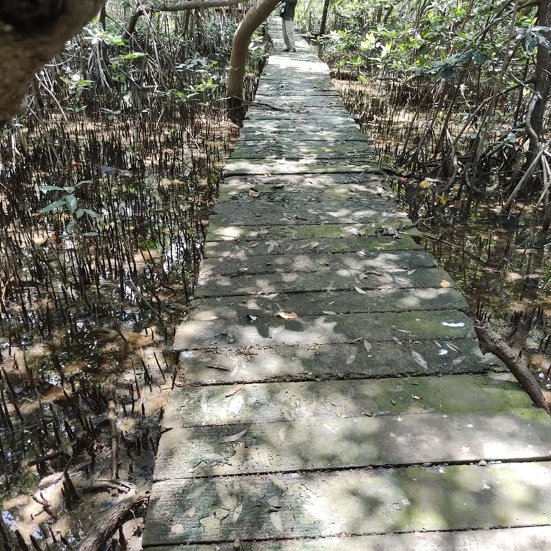 jalur trekking di kawasan hutan mangrove