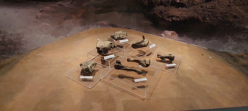 Bagian dari koleksi fosil di Museum Semedo
